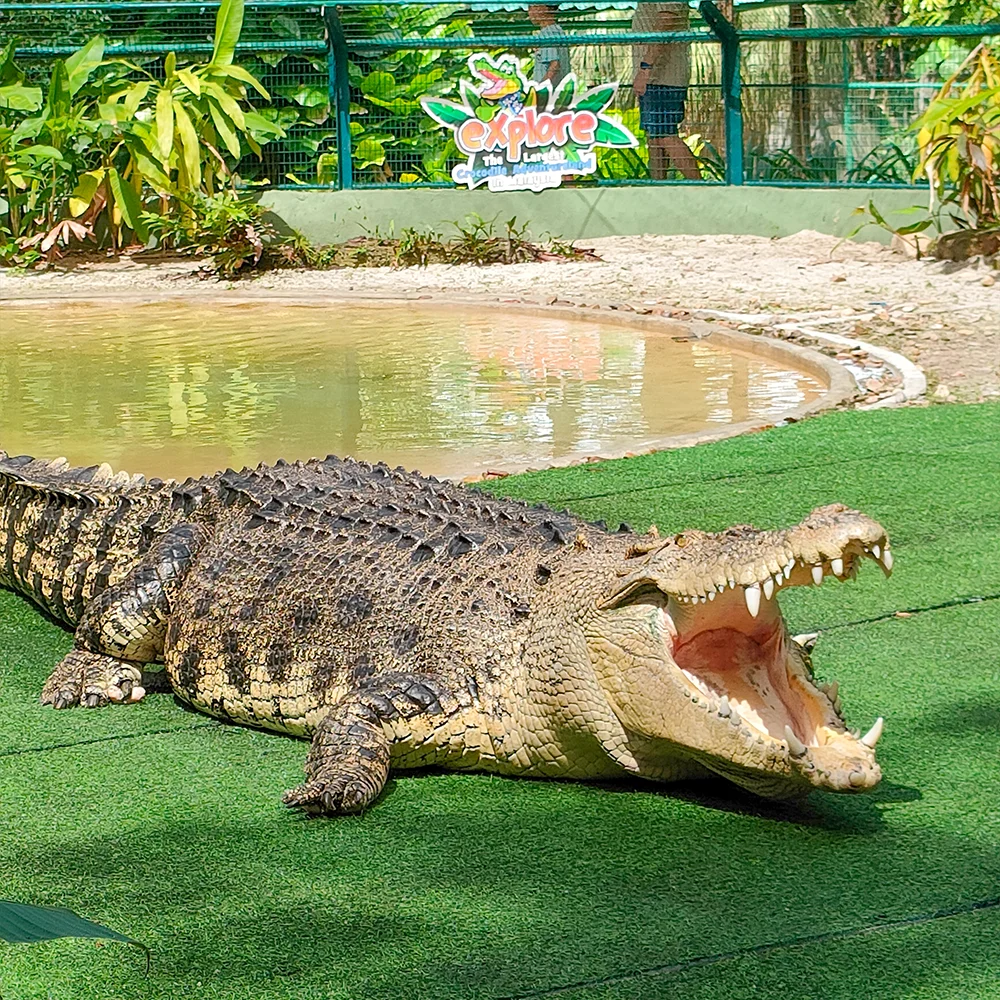 Crocodile Adventure Combo: photo 1 of 2
