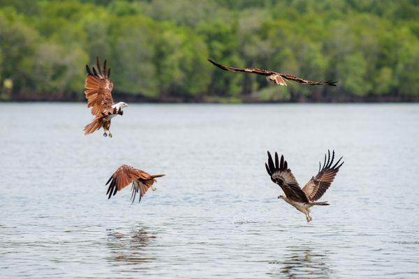 Tanjung Rhu Mangrove Sharing Premium: photo 2 of 2