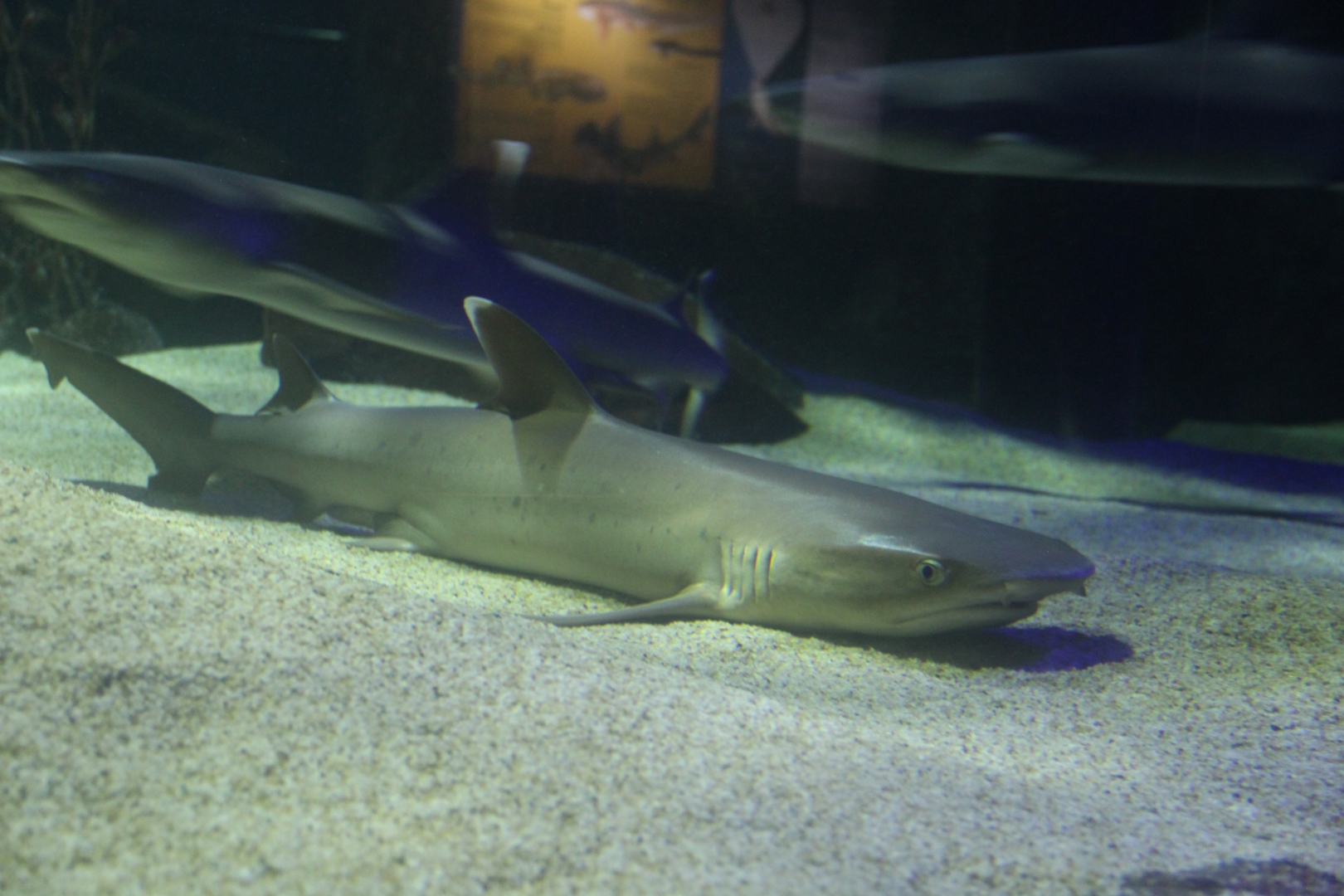 Underwater World Langkawi, photo 2 of 14