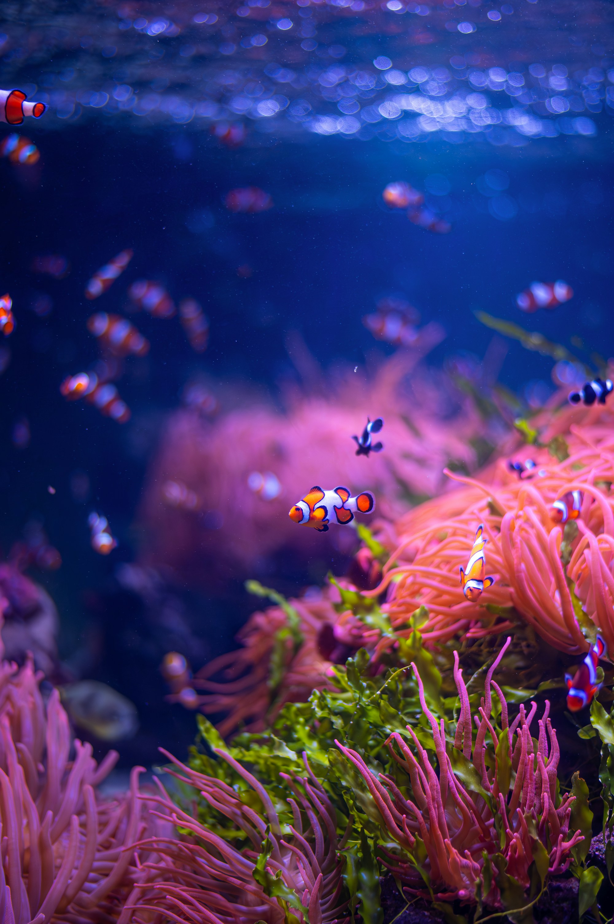 Underwater World Langkawi, photo 3 of 14