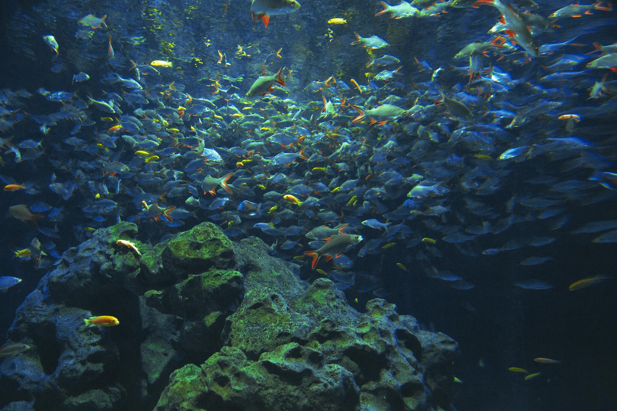 Underwater World Langkawi, photo 5 of 14