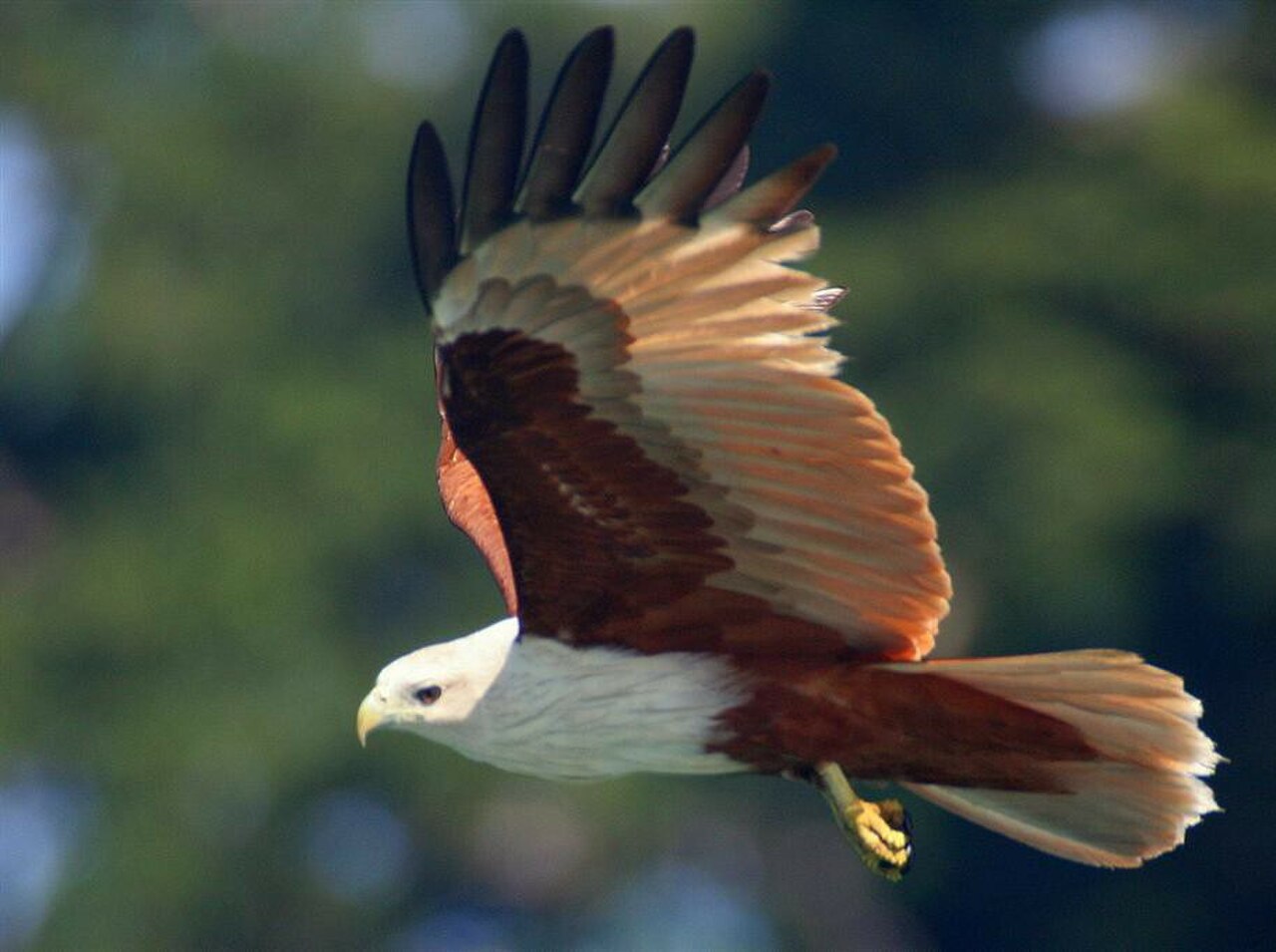 Langkawi Wildlife Park, photo 4 of 17