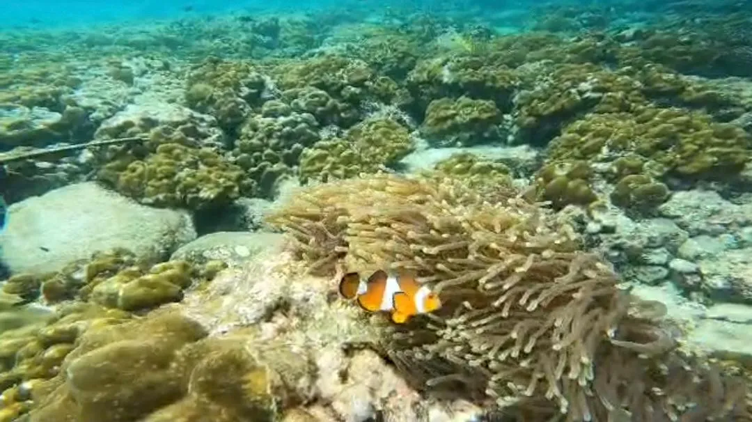 Pulau Payar Snorkel Day Trip, photo 3 of 14