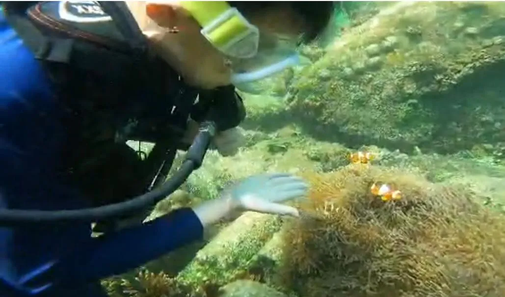 Pulau Payar Snorkel Day Trip: photo 1 of 2