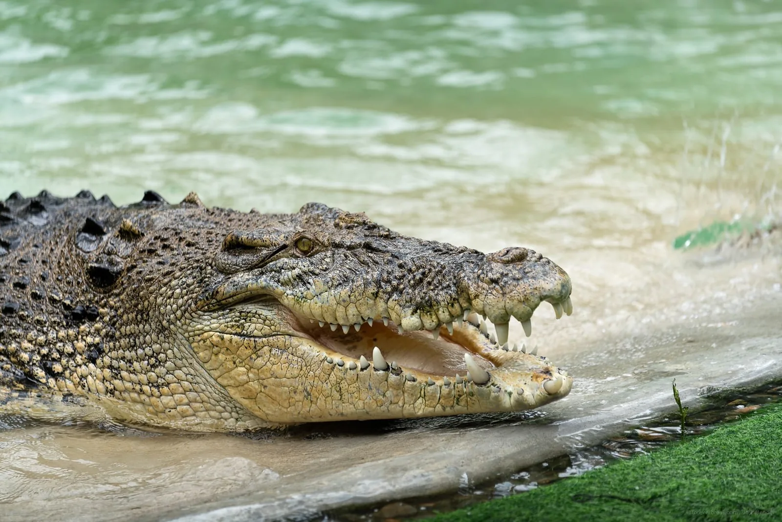 Crocodile Adventure Combo, photo 3 of 16